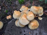 Giarrita - Hypholoma_fasciculare_20101024 008.jpg